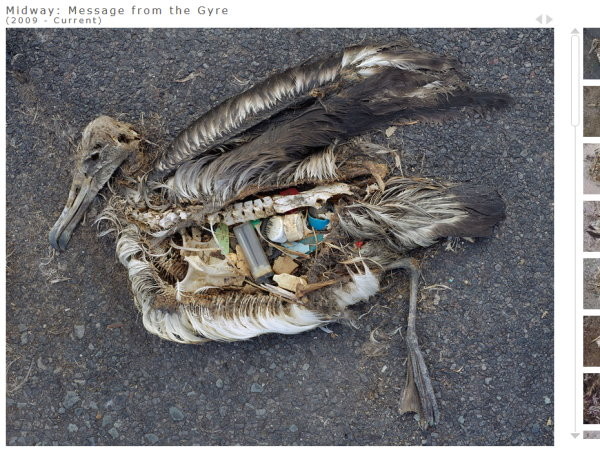 海鳥死後腐爛，除了骨頭羽毛外，腹中全是垃圾。（圖／翻攝自http://www.chrisjordan.com）