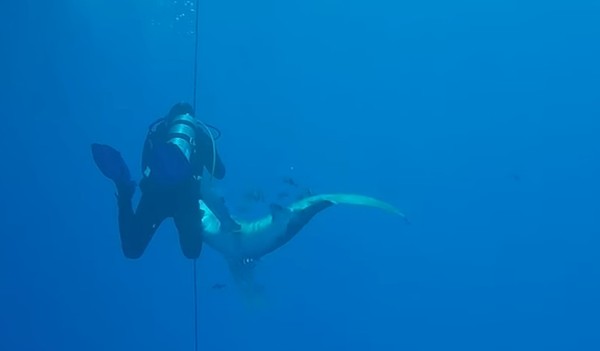 潛水遇「世界最危險」遠洋白鰭鯊噬腿　超級大口慘縫50針。（圖／翻攝自YouTube／Alexander Kraenkl）