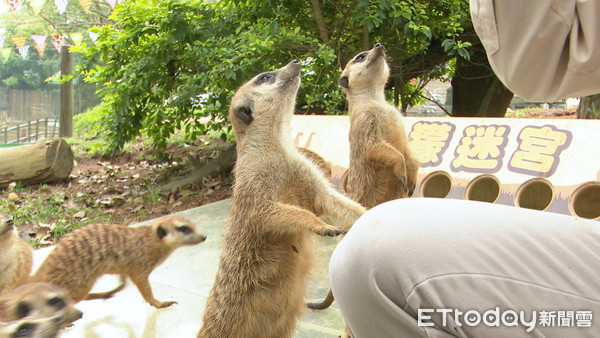 六福村動物派對（圖／記者謝盛帆攝）