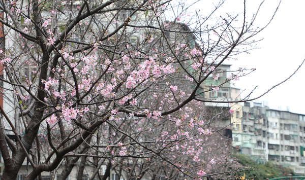 ▲土城區貨饒里希望之河櫻花。（圖／新北市政府民政局）