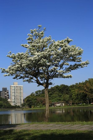 ▲碧湖公園。（圖／翻攝自台北旅遊網）