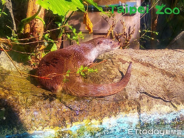 ▲金門城隍季辦在動物園！有蜈蚣坐、公揹婆　還有水獺人偶表演（圖／臺北動物園提供）