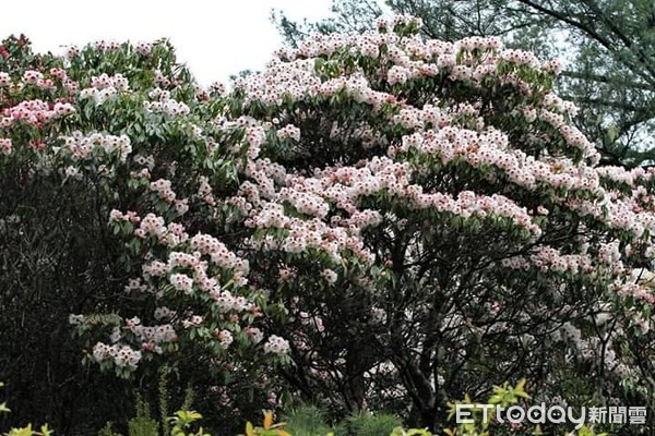 ▲在塔塔加步道周邊的玉山杜鵑已悄悄盛放，5月下旬將是玉山杜鵑開花高峰期，是民眾接近大自然的好時機。（圖／玉管處提供）