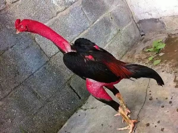 ▲▼鬥雞被偷。（圖／新京報、微博／永康公安）