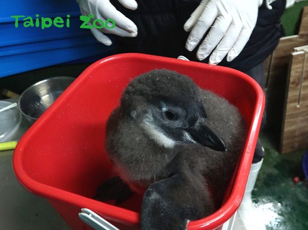 搶救黑腳企鵝！保育員化身奶爸媽。（圖／台北市立動物園提供）