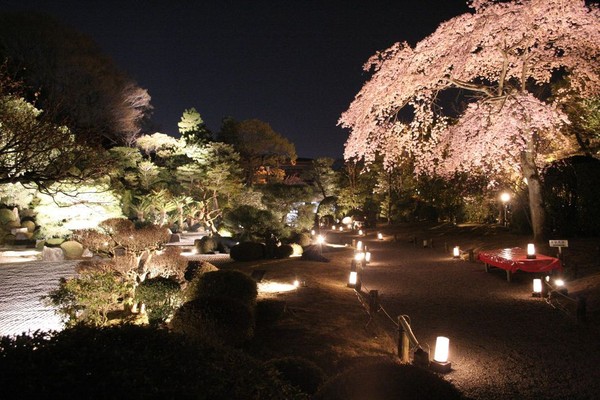 ▲ 京都夜櫻 。（圖／ELLE提供）