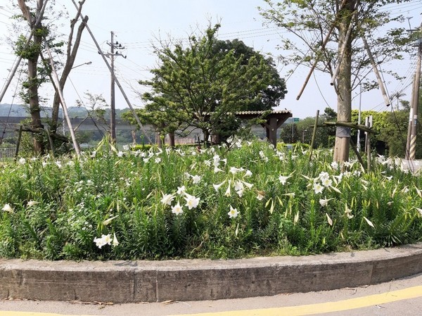 ▲2019大古山野百合花季蘆竹開跑