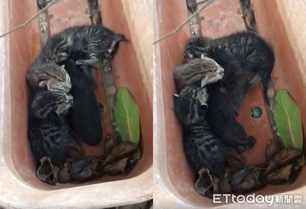 ▲5未開眼奶貓擠回收場花盆找不到媽　「過夜變4隻」師急安置。（圖／記者湯興漢 網友湯先生提供）