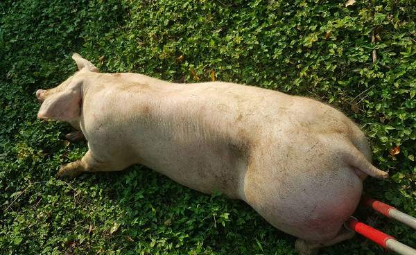 ▲▼60公斤白豬載去屠宰場跳車　左腳受傷動保處帶回醫療安置。（圖／新北市動保處提供）