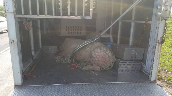 ▲▼60公斤白豬載去屠宰場跳車　左腳受傷動保處帶回醫療安置。（圖／新北市動保處提供）