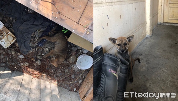 ▲▼客廳炸翻...兇手關籠「傲嘟嘟」：它先動手的！　網萌暈幫求情。（圖／網友蔡小真授權提供）