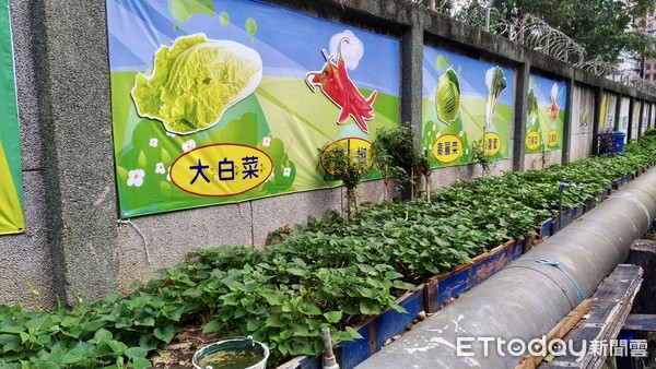 ▲ 泰山里長盧東和打造「樂活園」 種植四季蔬菜供老人共餐做公益。（圖／新北市民政局提供）