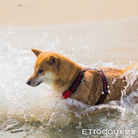 ▲柴犬見陌生人臉朝下趴水面，緊張狂吠求救。（圖／臉書粉專「Travel of Rice 小米遊記」授權提供）