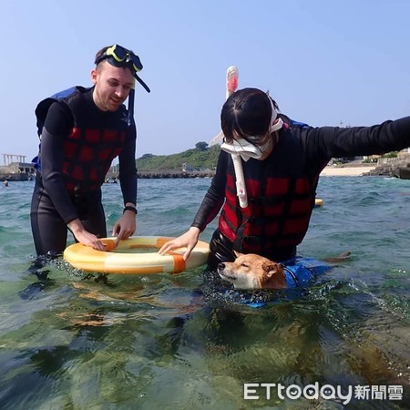 ▲柴犬見陌生人臉朝下趴水面，緊張狂吠求救。（圖／臉書粉專「Travel of Rice 小米遊記」授權提供）