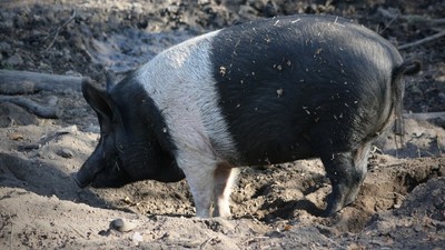 180公斤寵物豬誤闖鄰居家　暫時保管一小時再回來...已經變成豬肉！