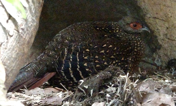 藍腹鷴育雛撇步，寶寶緊跟學吃蟲。（圖／台北市立動物園提供）