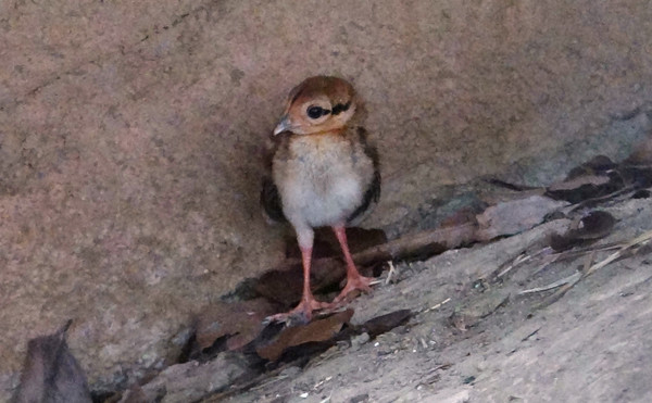 藍腹鷴育雛撇步，寶寶緊跟學吃蟲。（圖／台北市立動物園提供）