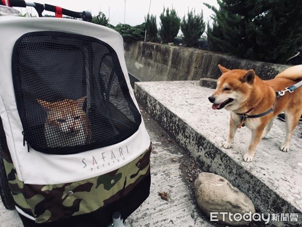 ▲骨癌貓變「流口水戽斗星人」　飼主淚：牠教我學會珍惜（圖／飼主顏伶恩、顏岑如提供，請勿隨意翻拍，以免侵權。）