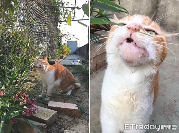 ▲骨癌貓變「流口水戽斗星人」　飼主淚：牠教我學會珍惜（圖／飼主顏伶恩、顏岑如提供，請勿隨意翻拍，以免侵權。）