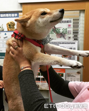 ▲▼柴柴進醫院頂扣扣！「飛機耳舉手」淡定打針　獸醫狂讚好乖。（圖／網友喬喬授權提供）