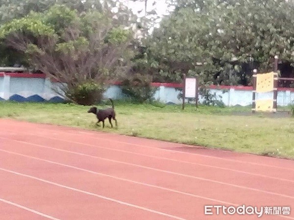 ▲桃園市驚傳黑狗直接翻躍學校圍牆。（圖／吳進昌提供） 