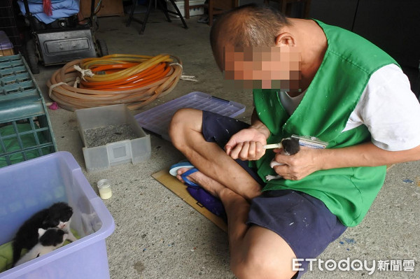 ▲▼大哥罩的！更生人餵奶貓被融化　台東「獄貓」明起開放領養。（圖／台東泰源技訓所提供）