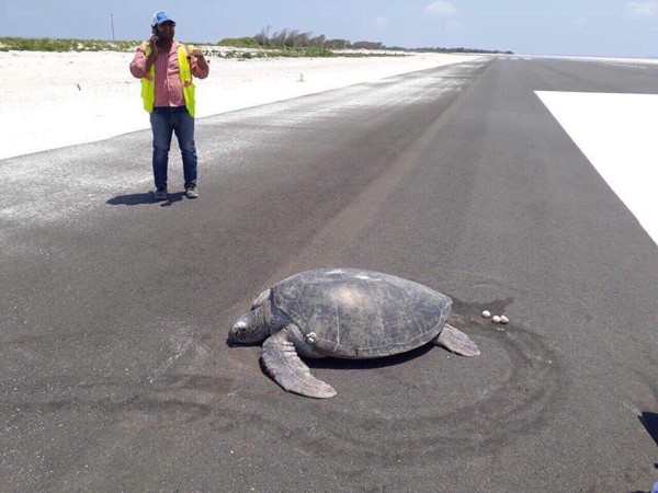▲▼馬爾地夫馬法魯島機場，一隻綠蠵龜在跑道上產卵。（圖／翻攝自Twitter／@ParveenKaswan）
