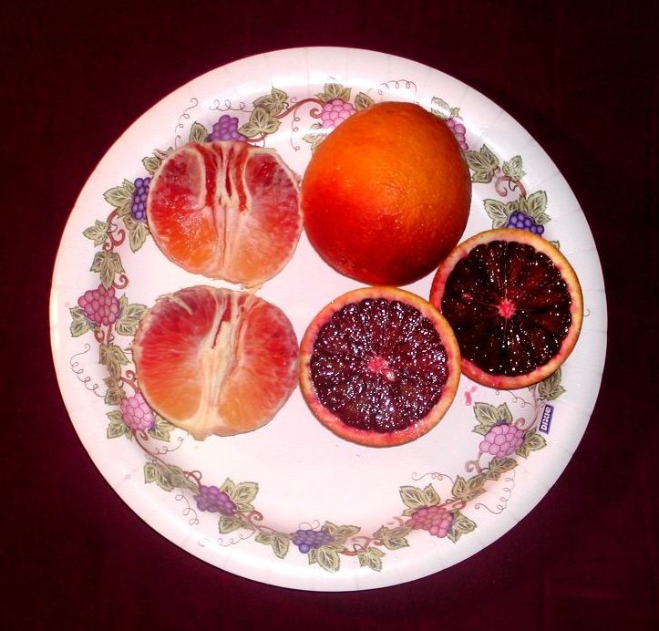 血橙（圖／Allentchang @wikipedia CC BY 2.5）
