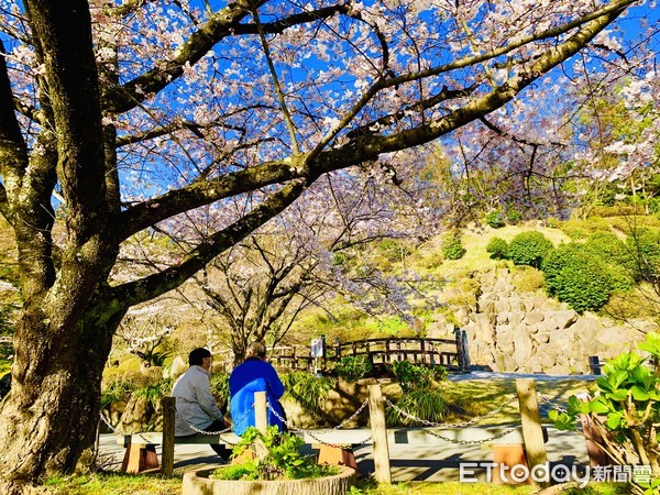 ▲▼佐渡島真野公園櫻花。（圖／記者蔡玟君攝）