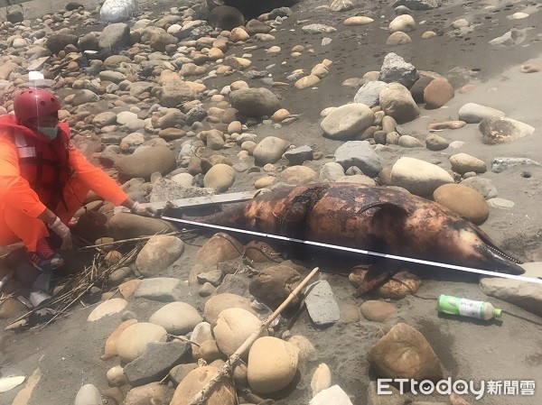 ▲海巡人員發現１隻身長2公尺的瓶鼻海豚死亡。（圖／海巡署提供）