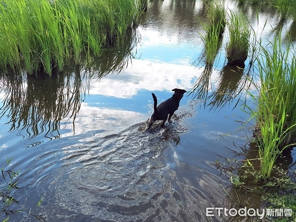 ▲歐告穿雨衣「抬不起頭」　合體公園「搖搖鴨」差點被坐錯（圖／網友Choumin提供，請勿隨意翻拍，以免侵權。）