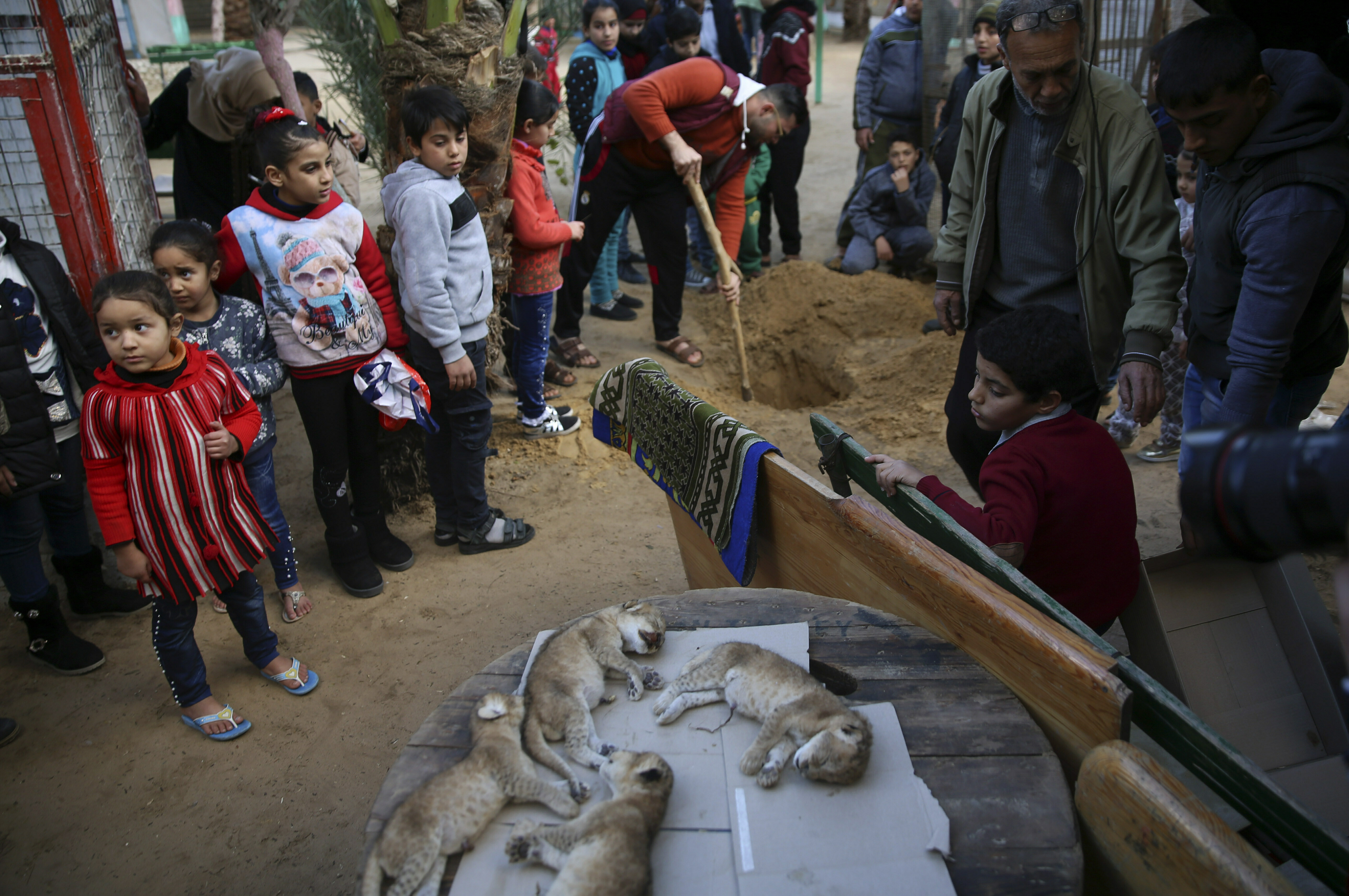 ▲▼拉法動物園（Rafah zoo）。（圖／達志影像／美聯社）