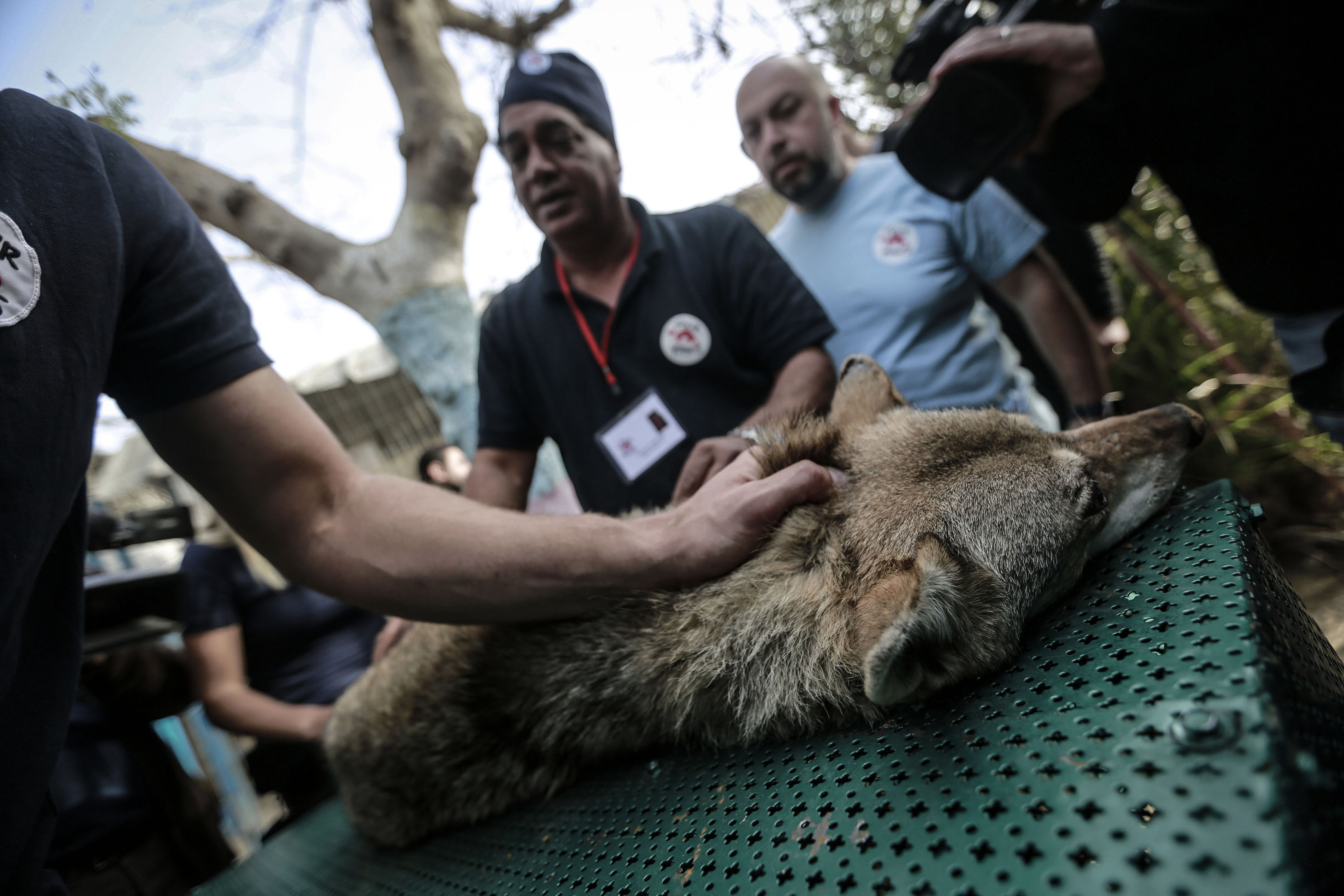 ▲▼拉法動物園（Rafah zoo）。（圖／達志影像／美聯社）