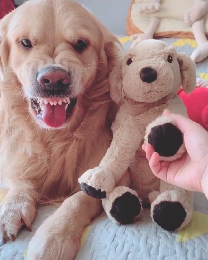 ▲▼愛忌妒的黃金獵犬Sadie（圖／翻攝自Instagram@wow.cute.dog）