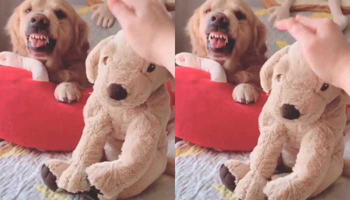 ▲▼愛忌妒的黃金獵犬Sadie（圖／翻攝自Instagram@wow.cute.dog） 
