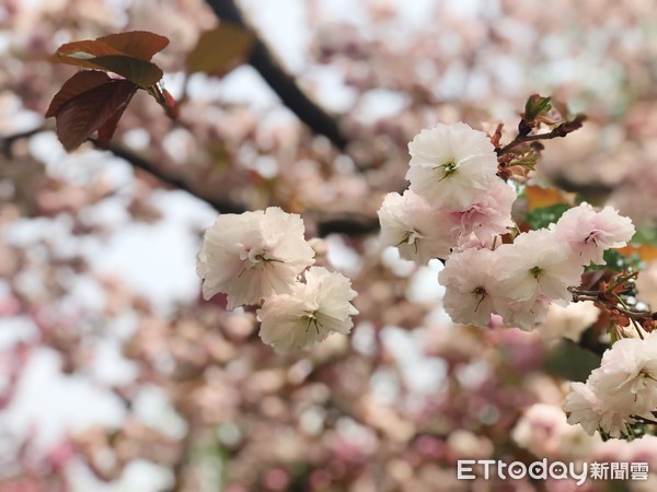 ▲▼櫻花,西安。（圖／記者蔡儀潔攝）