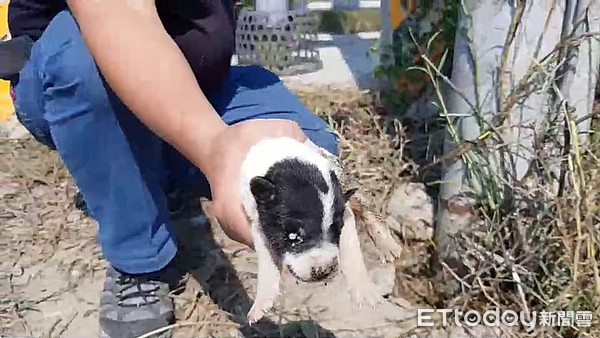 ▲▼   動物志工急救小狗    。（圖／記者洪正達翻攝）