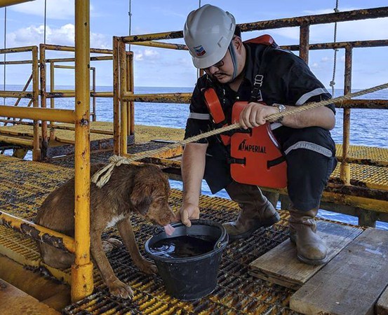 ▲▼小狗漂流外海220公里 幸運被鑽油工人救起。（圖／達志影像／美聯社）