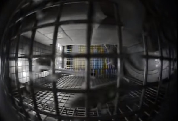 ▲▼NASA發布一段老鼠在低重力環境中活動的影片，發現其在籠內進行「集體盤旋」的行為。（圖／翻攝自YouTube／NASA Video）