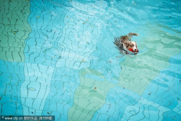 在「狗狗沐浴日」，「人類」的公共游泳池只讓毛小孩下水。（圖／CFP）
