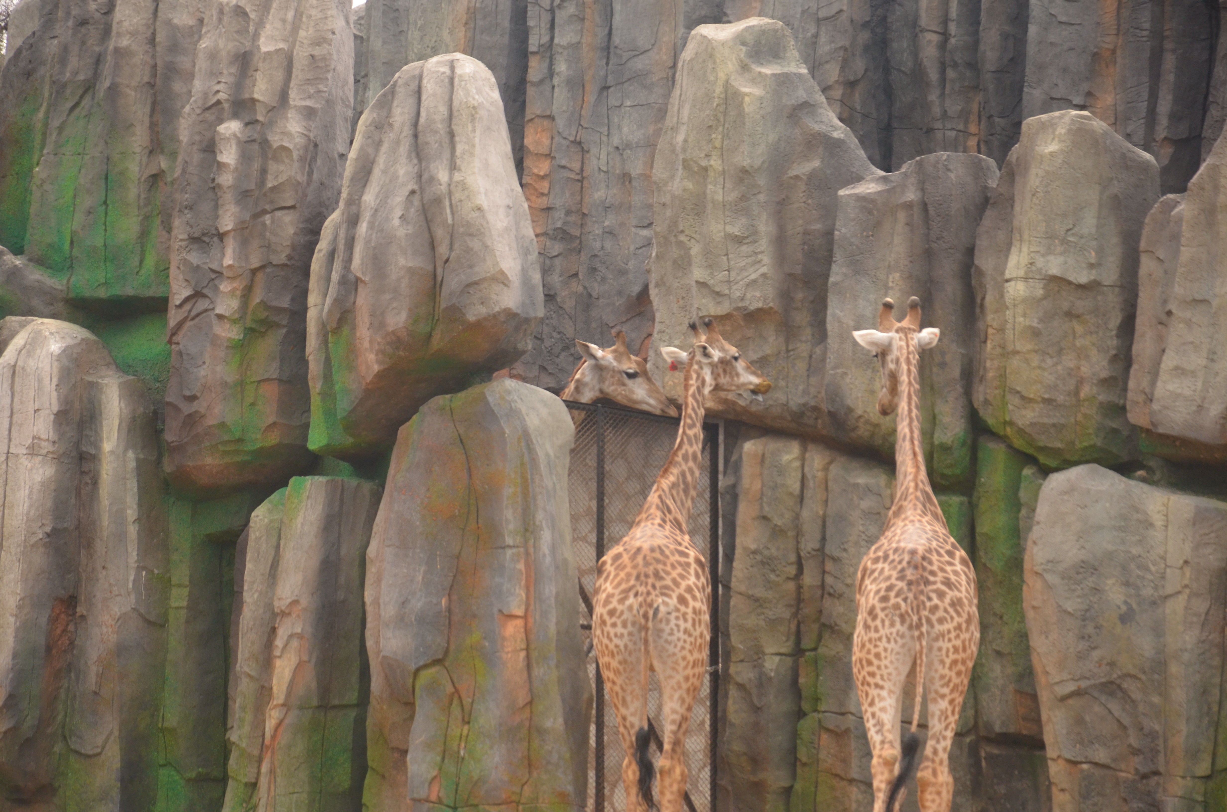 ▲雲南野生動物園中的長頸鹿。（圖／翻攝自雲南野生動物園網站）