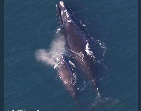 ▲▼一對露脊鯨母子開心的在海上悠游。（圖／翻攝自Twitter／CoastalStudies）