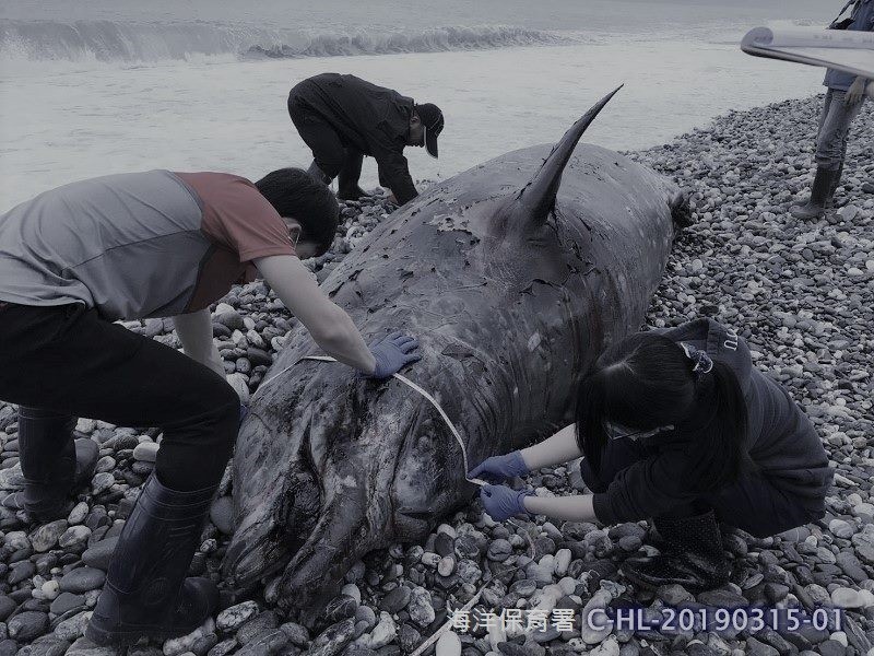 ▲▼海龜,鯨豚,海保署公佈第1季台灣海龜及鯨豚通報救傷統計。（圖／海保署提供）