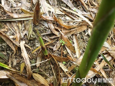 陽明山野生「箭竹筍」健康鮮甜 有採筍證才能採 | ETtoday生活新聞 | ETtoday新聞雲