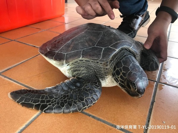 ▲▼海龜,鯨豚,海保署公佈第1季台灣海龜及鯨豚通報救傷統計。（圖／海保署提供）