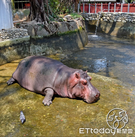 河馬汗珠從 透明 變色 毛孔近照驚豔網友 長知識了 Ettoday寵物雲 Ettoday新聞雲