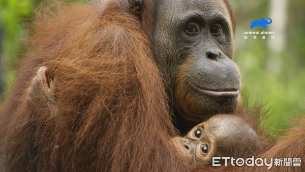 ▲紅毛猩猩的智力可達3歲幼童。（圖／動物星球頻道）