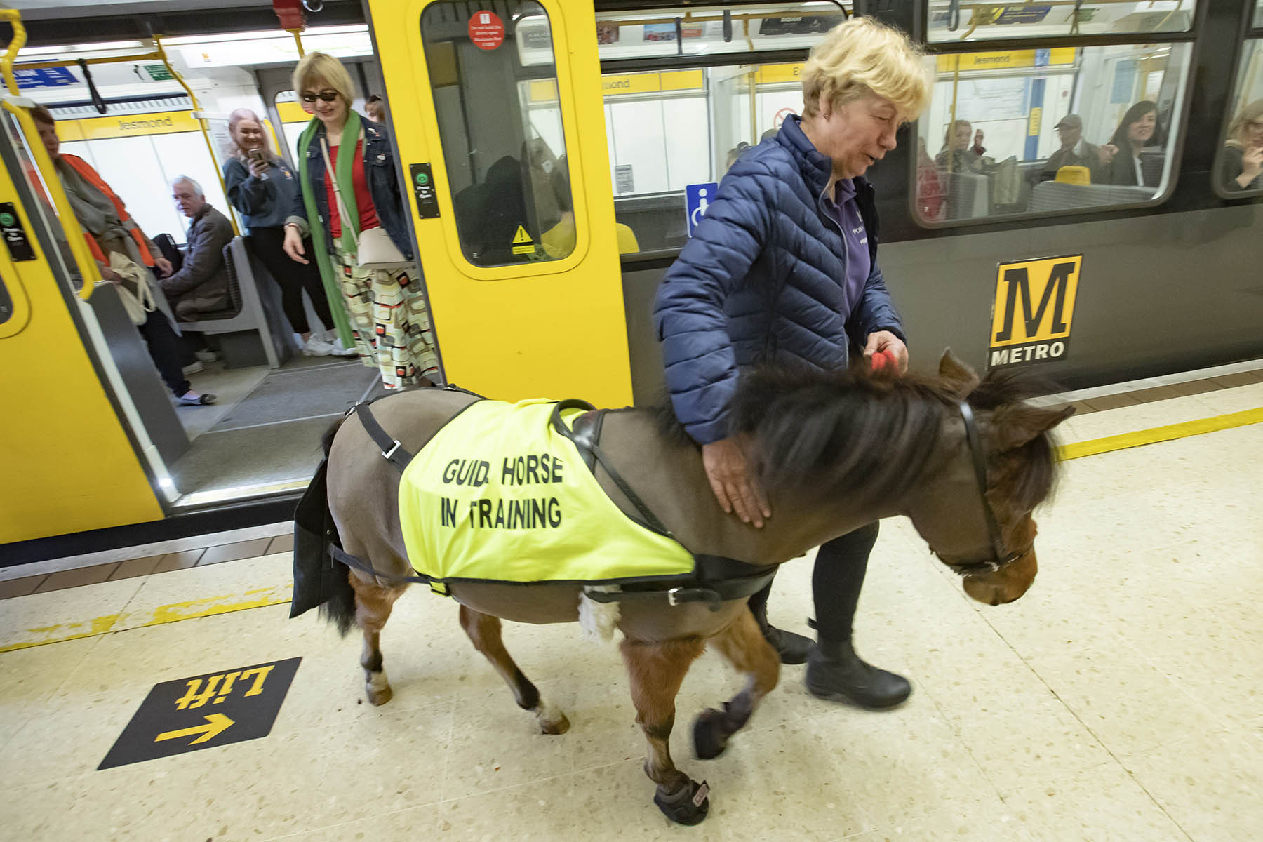 ▲▼英國首匹導盲馬Digby。（圖／Tyne and Wear Metro）