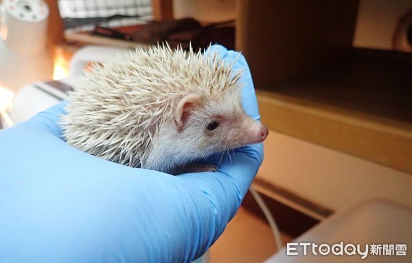 ▲刺蝟寶寶量體重。（圖／新竹市立動物園提供，請勿隨意翻拍，以免侵權。）