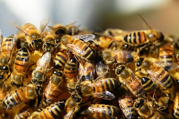 ▲▼ 蜜蜂。（圖／翻攝自免費圖庫pixabay）